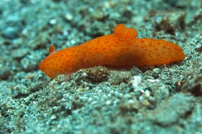 Gymnodoris inornata - Malitbog, Southern Leyte, Philippines