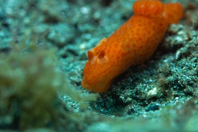 Gymnodoris inornata - Malitbog, Southern Leyte, Philippines