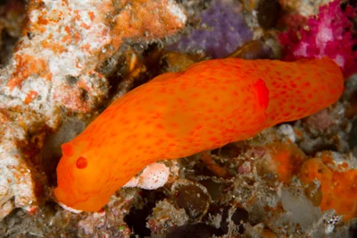 Gymnodoris inornata - Sulawesi Utara, ID