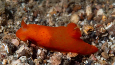 Gymnodoris inornata - Lembeh Strait, Indonesia