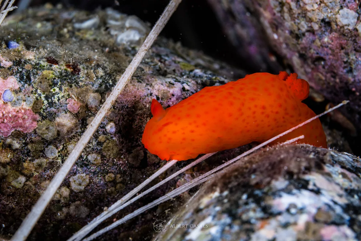 Gymnodoris inornata - Alor Regency, East Nusa Tenggara, Indonesia
