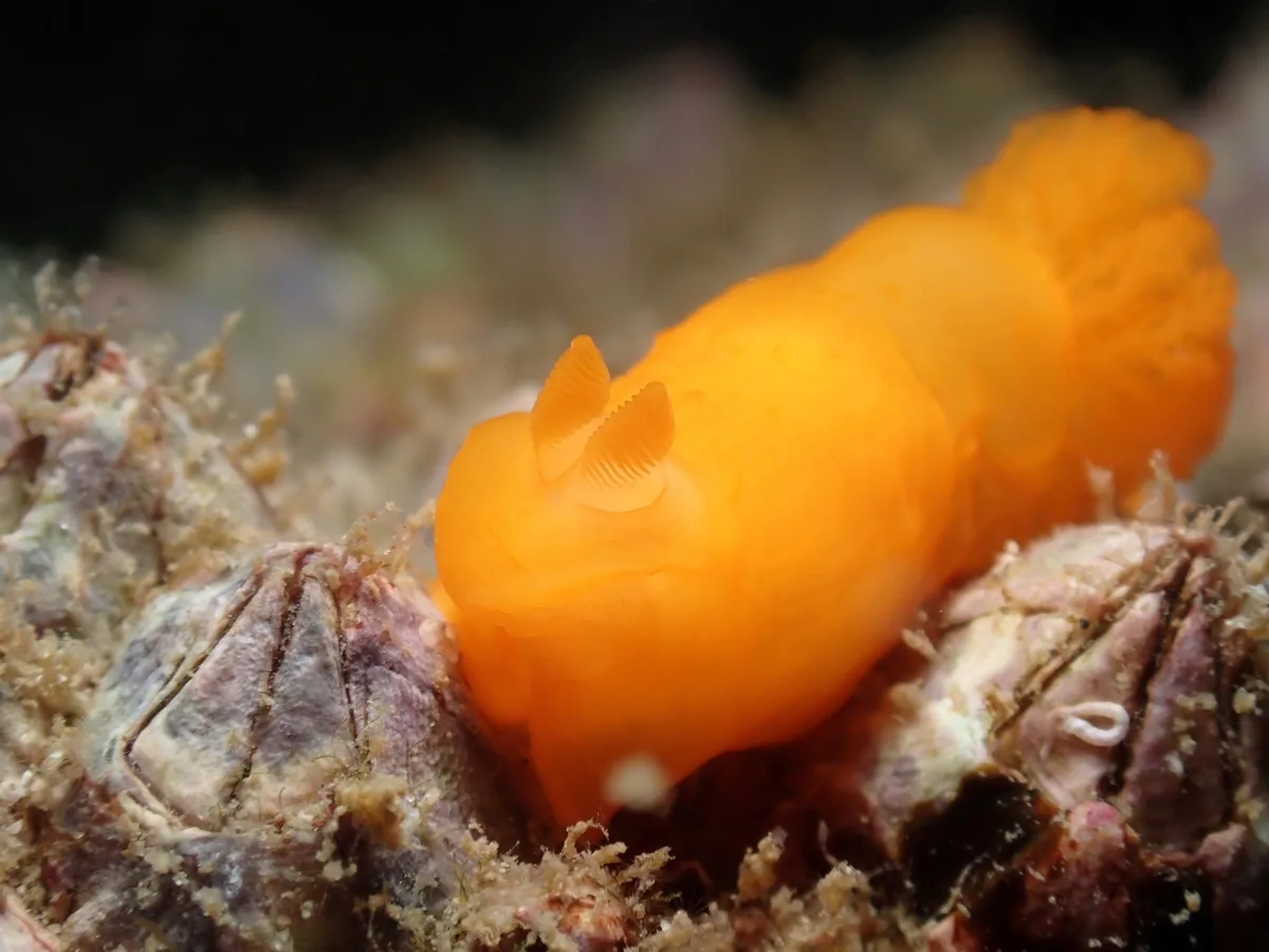 Gymnodoris inornata - 北太平洋, 新界, HK