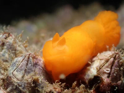 Gymnodoris inornata - 北太平洋, 新界, HK