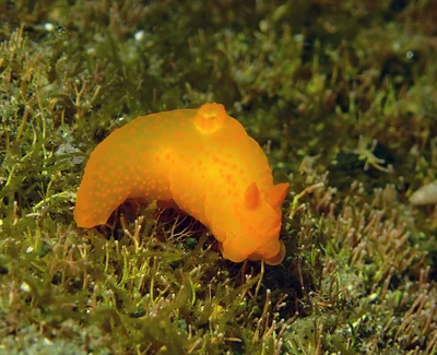 Gymnodoris inornata - L'Étang-Salé, RE-PL, RE