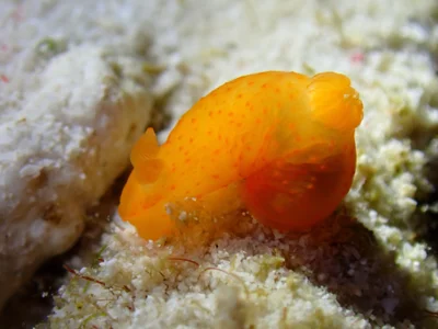 Gymnodoris inornata - Malaysia