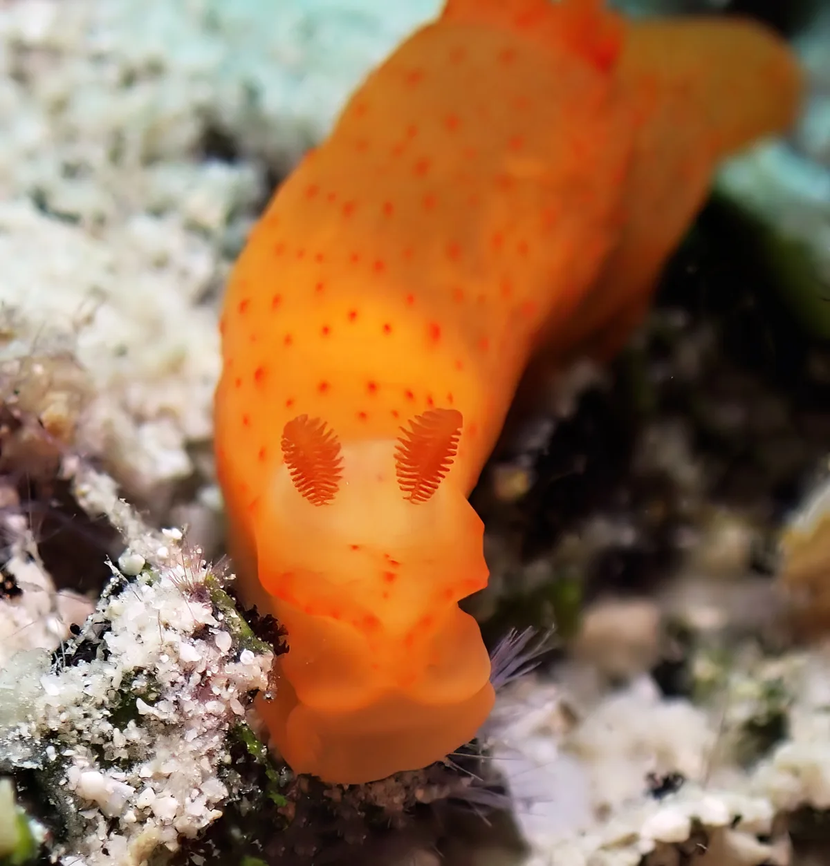 Gymnodoris inornata - Tingloy, Batangas, Philippines