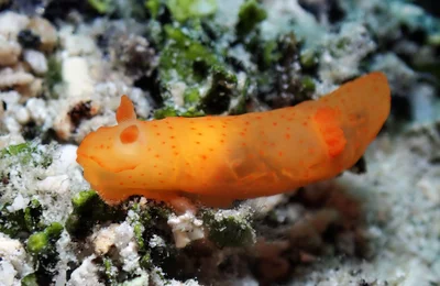 Gymnodoris inornata - Tingloy, Batangas, Philippines