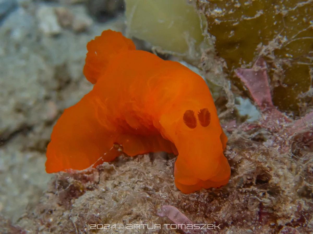 Gymnodoris inornata