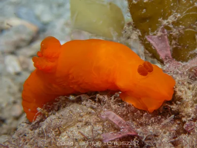 Gymnodoris inornata