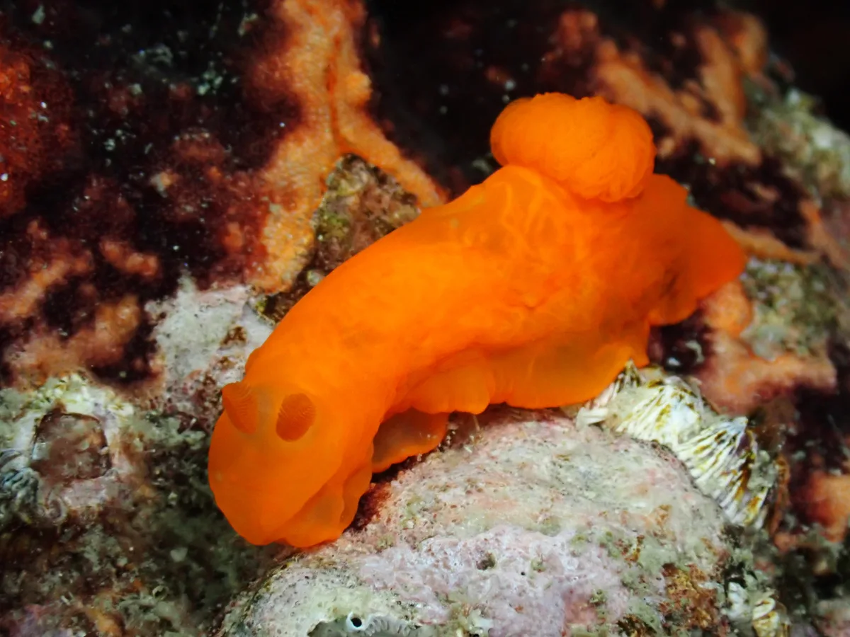Gymnodoris inornata - Hong Kong
