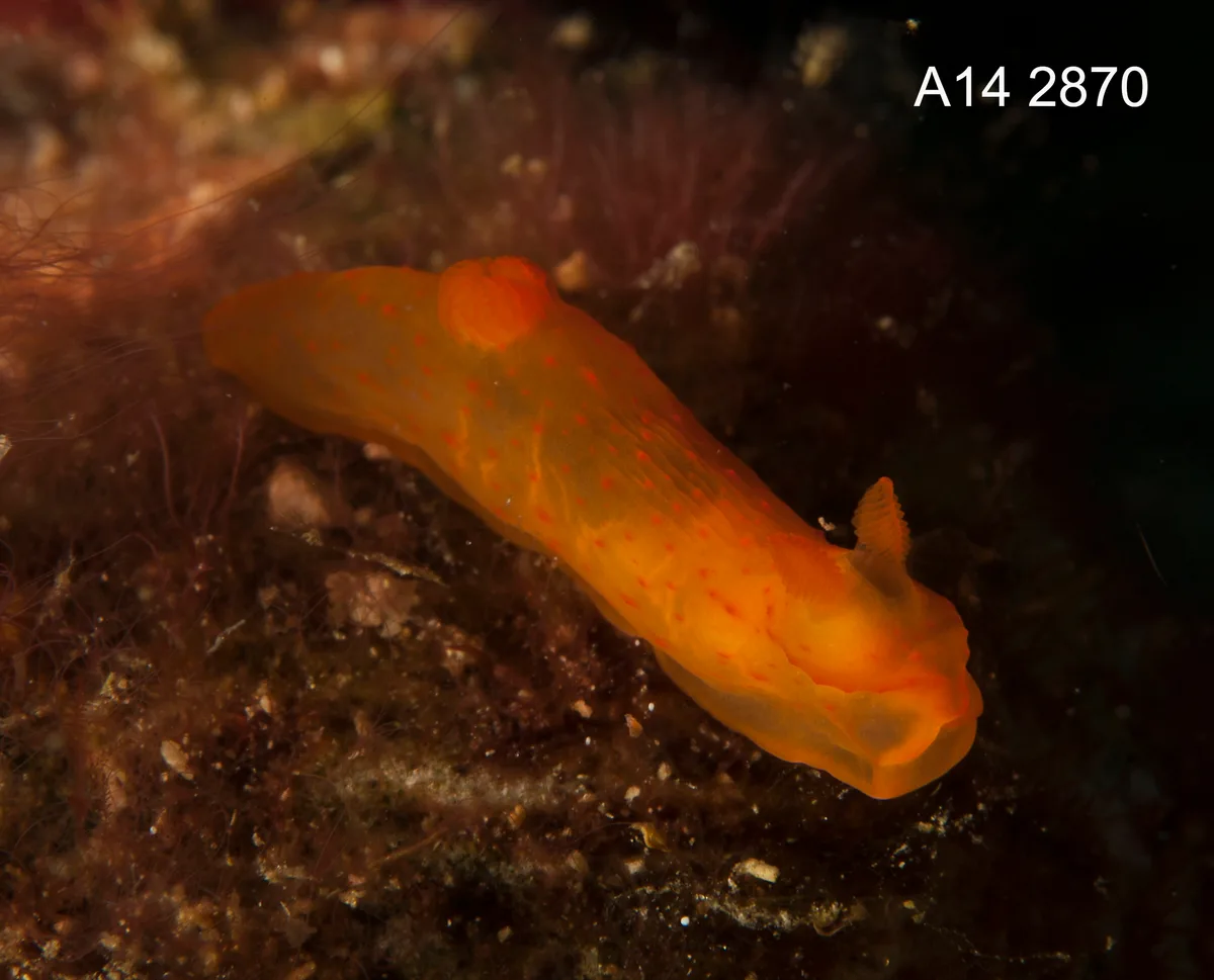 Gymnodoris inornata - Tingloy, Batangas, Philippines