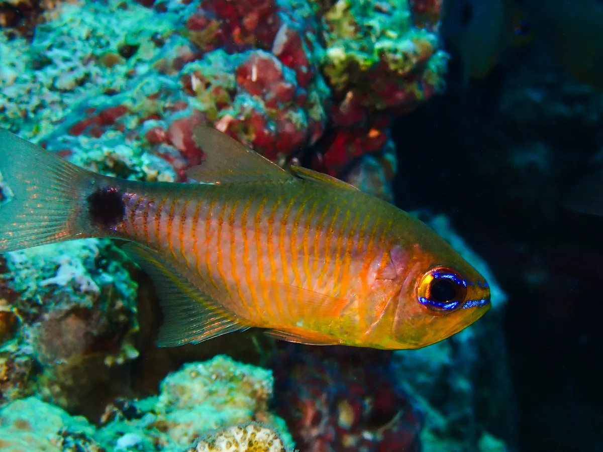 Orange-lined Cardinalfish