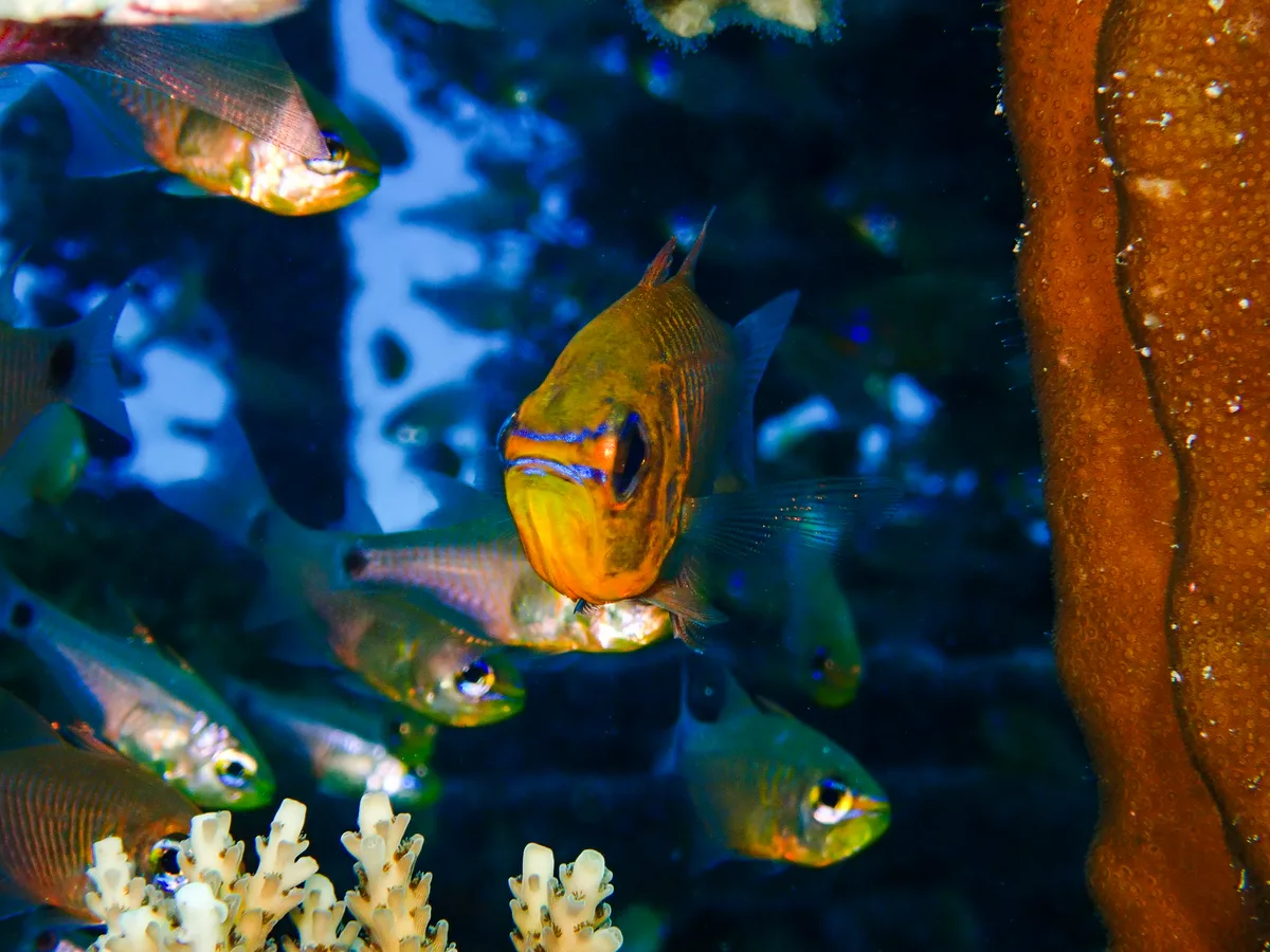 Orange-lined Cardinalfish