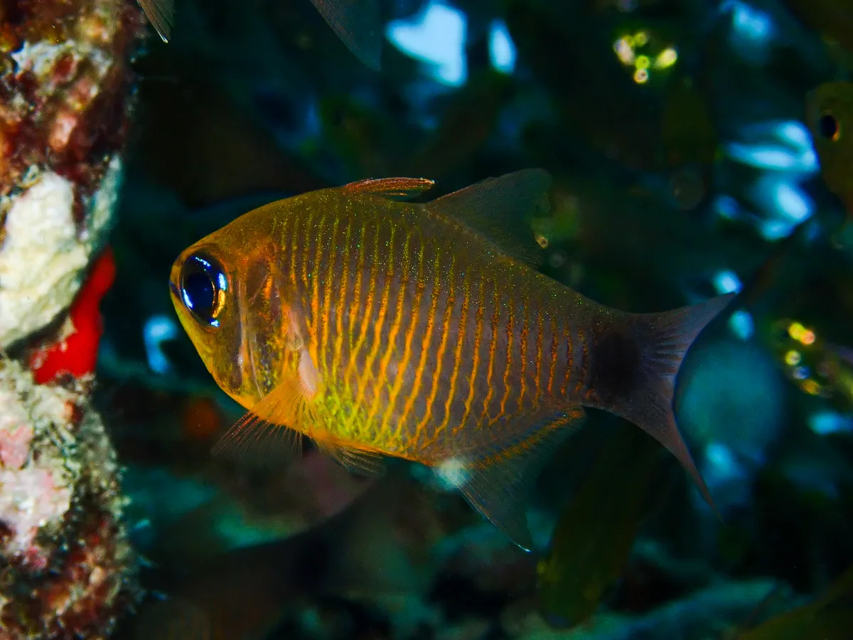 Orange-lined Cardinalfish