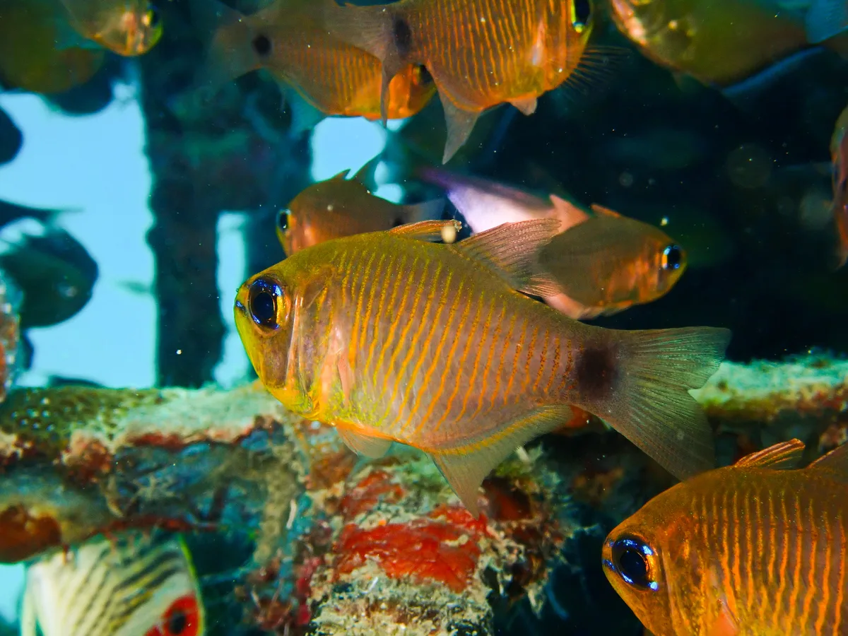 Orange-lined Cardinalfish