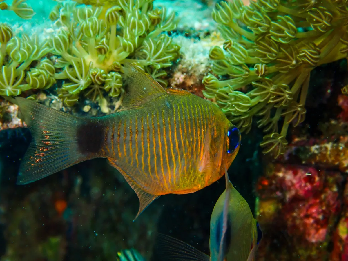 Orange-lined Cardinalfish