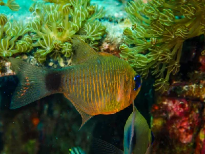 Orange-lined Cardinalfish