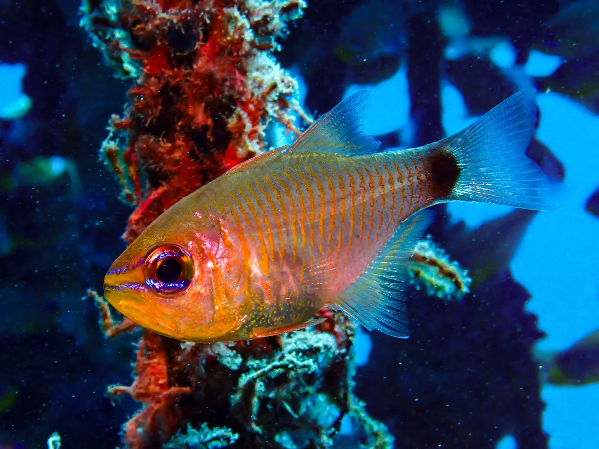 Orange-lined Cardinalfish