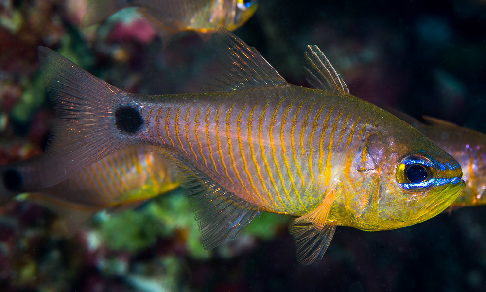 Orangelined Cardinalfish - Taeniamia fucata