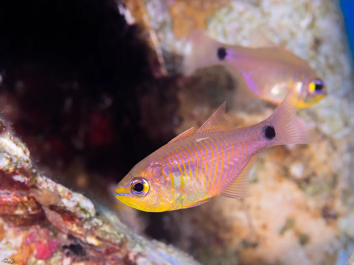 Orangelined Cardinalfish - Taeniamia fucata