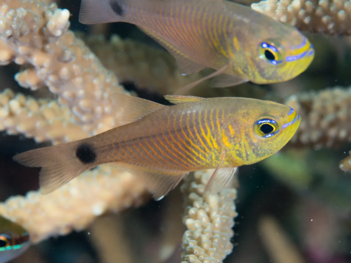 Orangelined cardinalfish (Taeniamia fucata)