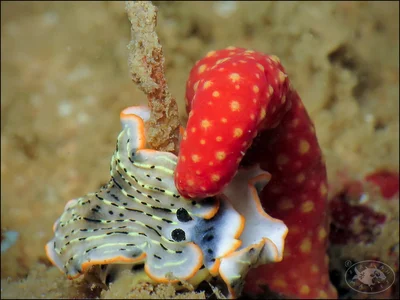 Nudibranch (Dermatobranchus gonatophorus)