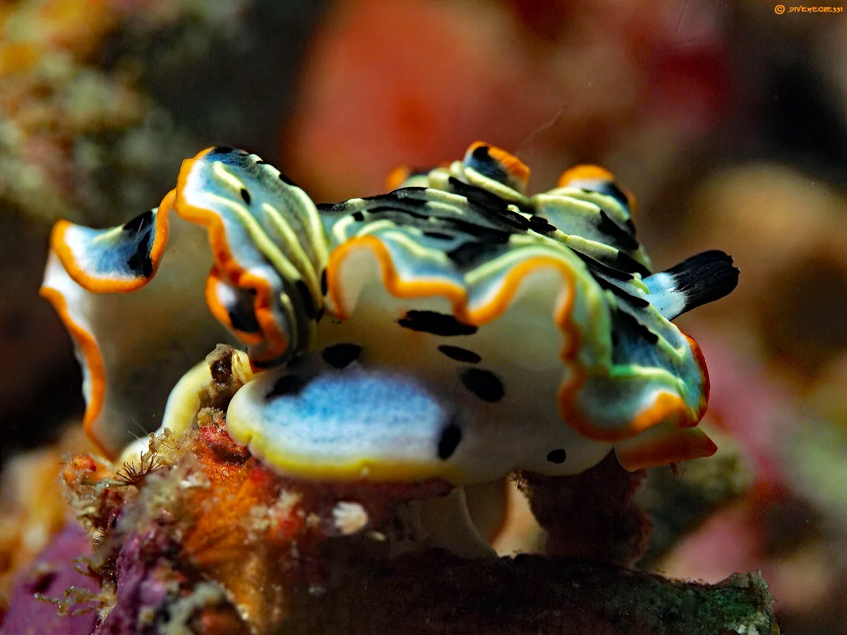 Dermatobranchus gonatophorus