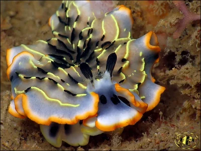 Nudibranch (Dermatobranchus gonatophoros)