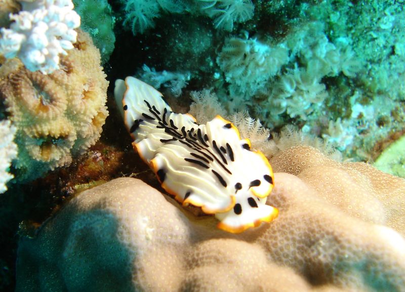 Gonad Dermatobranch