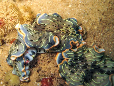 Dermatobranchus gonatophorus - Bonne Anse Lighthouse, New Caledonia