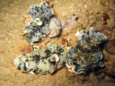 Dermatobranchus gonatophorus - Bonne Anse Lighthouse, New Caledonia