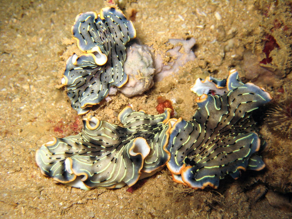 Dermatobranchus gonatophorus - Bonne Anse Lighthouse, New Caledonia