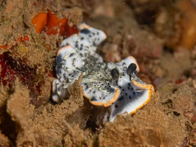Dermatobranchus gonatophorus - Saint Vincent, Nouvelle-Calédonie
