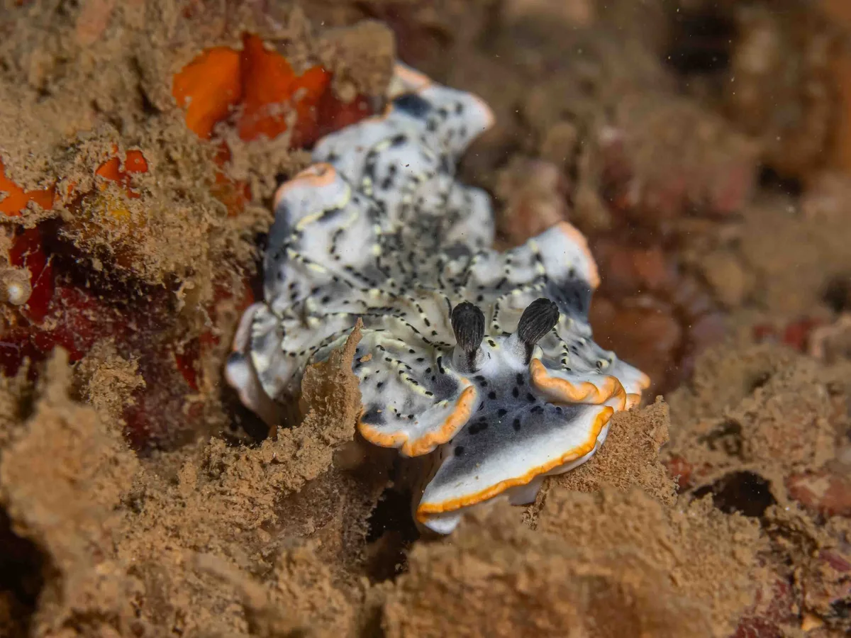 Dermatobranchus gonatophorus - Saint Vincent, Nouvelle-Calédonie