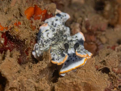 Dermatobranchus gonatophorus - Saint Vincent, Nouvelle-Calédonie