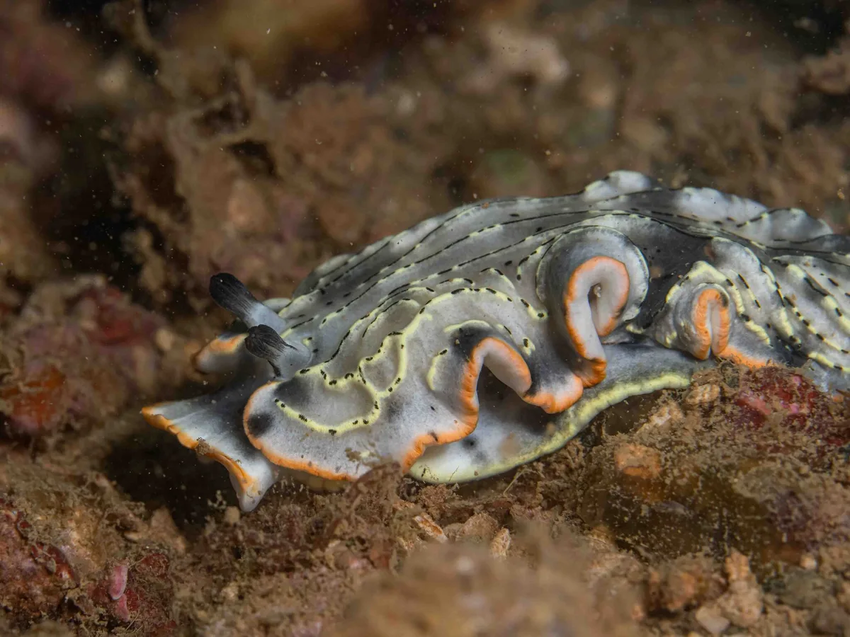 Dermatobranchus gonatophorus - Saint Vincent, Nouvelle-Calédonie