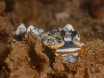 Dermatobranchus gonatophorus - Saint Vincent, Nouvelle-Calédonie