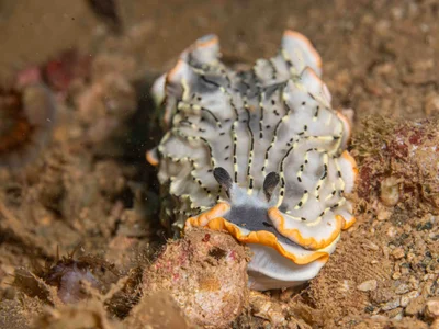 Dermatobranchus gonatophorus - Saint Vincent, Nouvelle-Calédonie