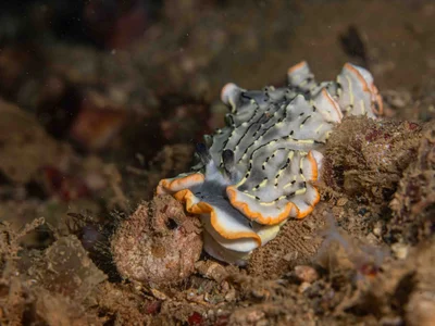 Dermatobranchus gonatophorus - Saint Vincent, Nouvelle-Calédonie