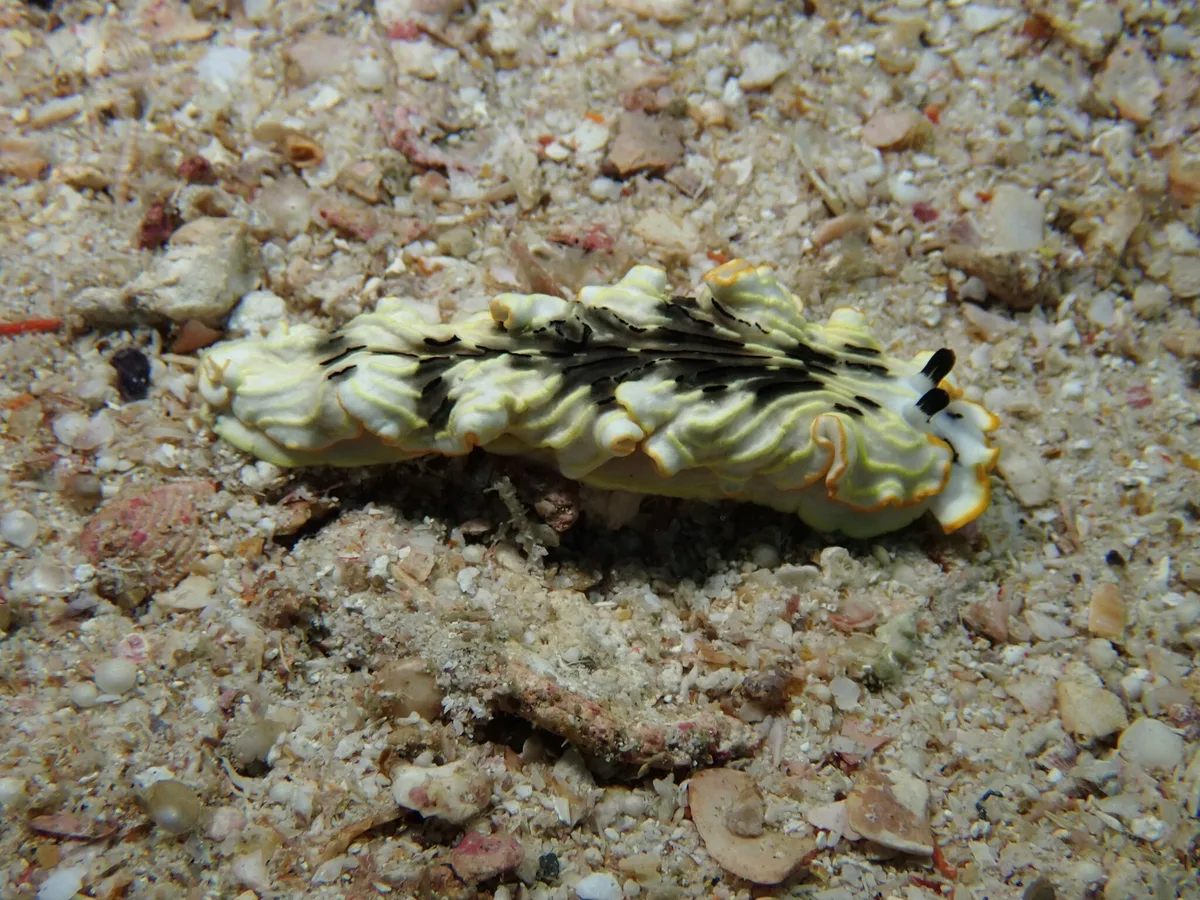 Dermatobranchus gonatophorus - Andaman