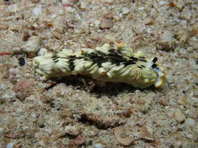 Dermatobranchus gonatophorus - Andaman