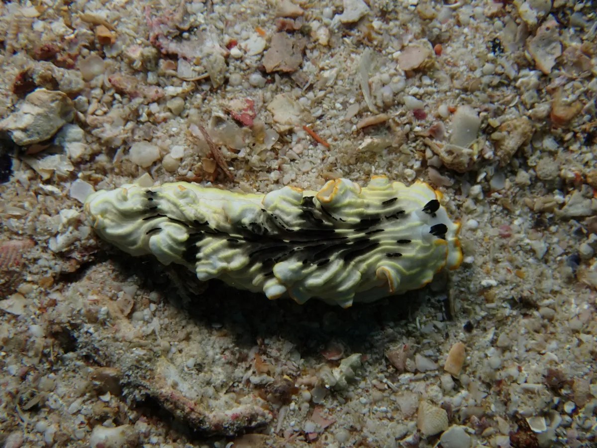Dermatobranchus gonatophorus - Andaman