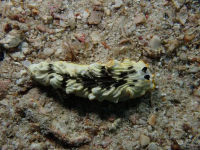 Dermatobranchus gonatophorus - Andaman