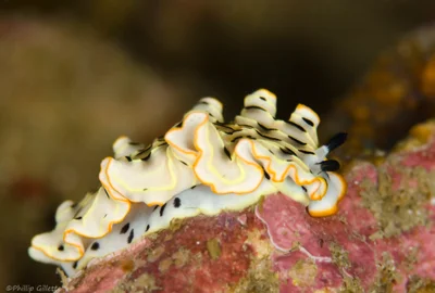 Dermatobranchus gonatophorus - Similan Islands, Lam Kaen, Phang Nga, Thailand
