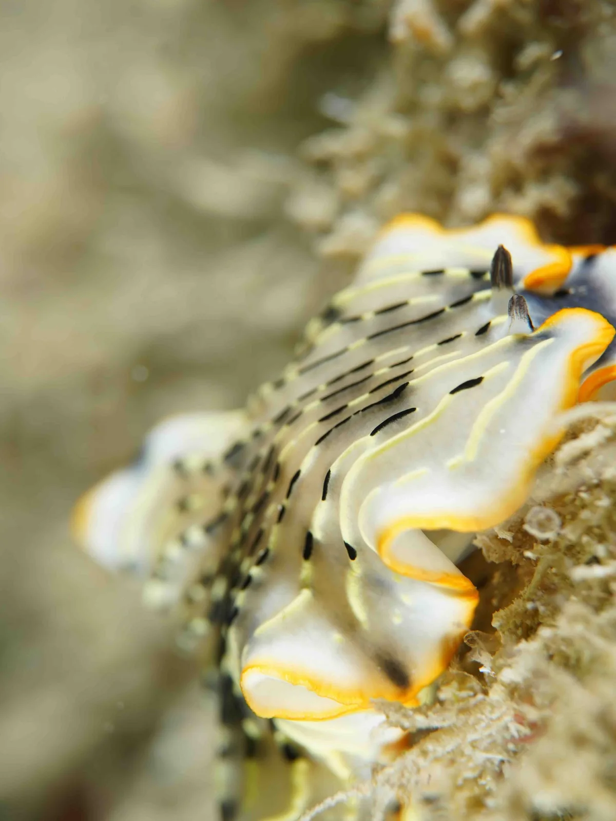 Dermatobranchus gonatophorus - L'Île des Pins, Nouvelle-Calédonie