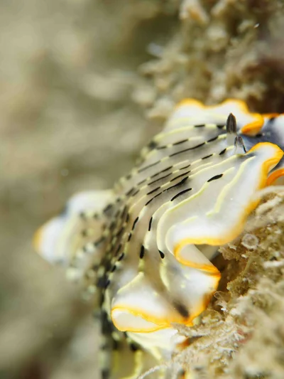 Dermatobranchus gonatophorus - L'Île des Pins, Nouvelle-Calédonie