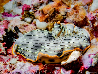 Dermatobranchus gonatophorus - Mabini, Philippines