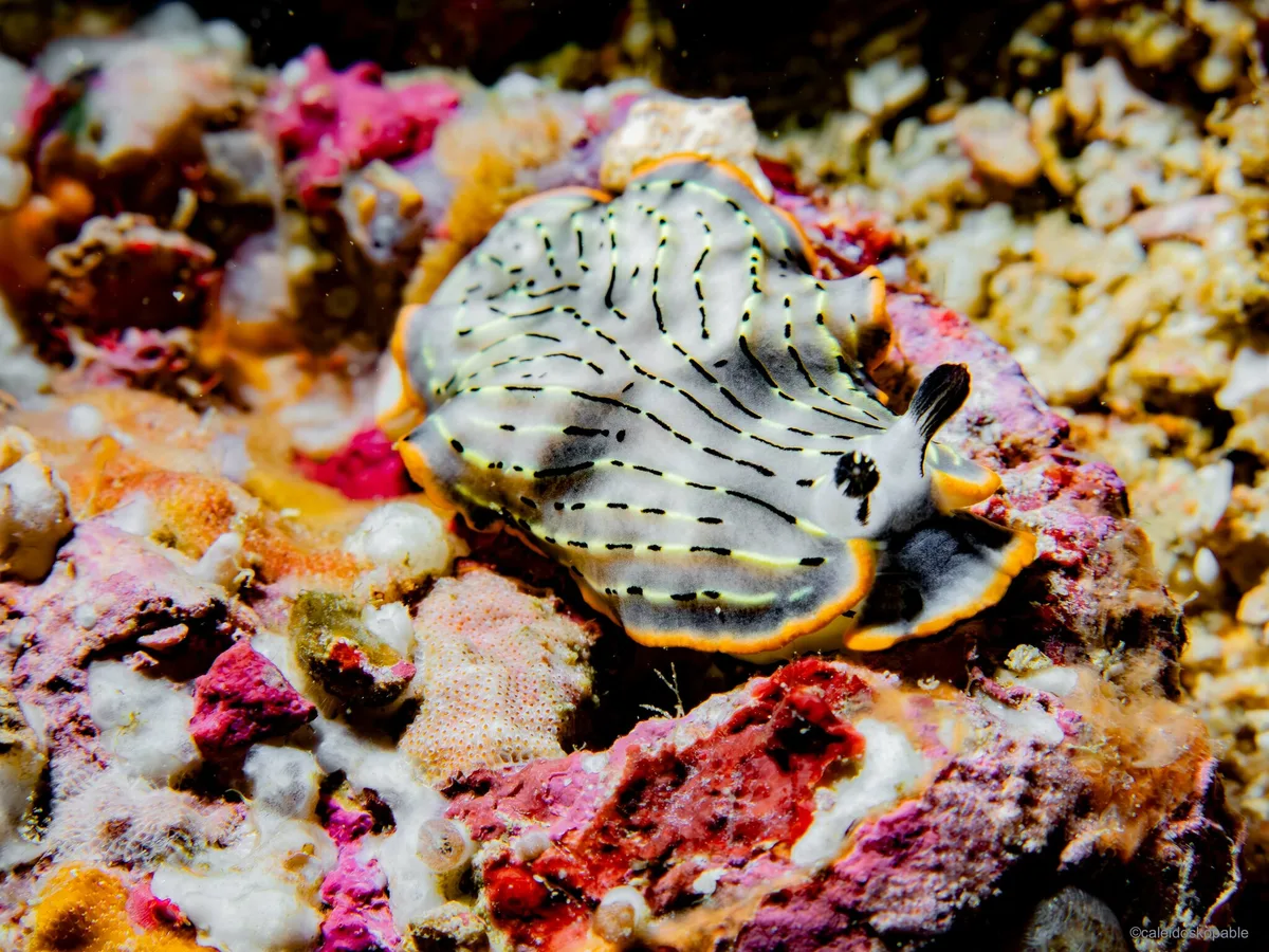 Dermatobranchus gonatophorus - Mabini, Philippines