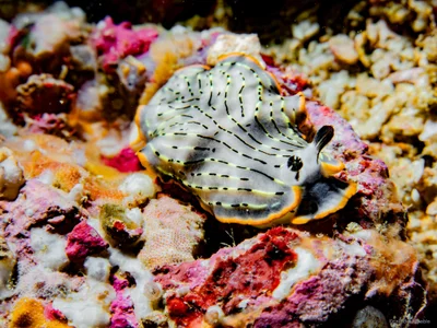 Dermatobranchus gonatophorus - Mabini, Philippines