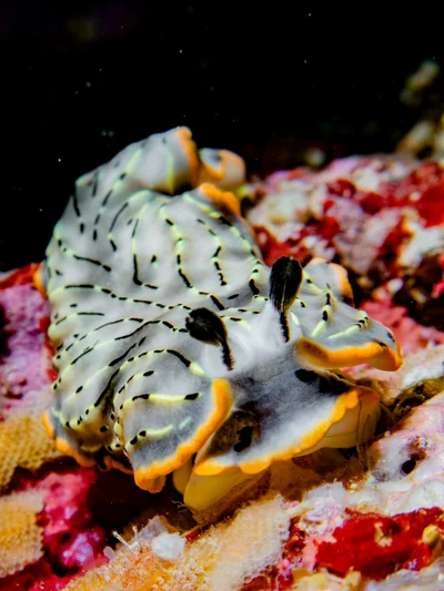 Dermatobranchus gonatophorus - Mabini, Philippines